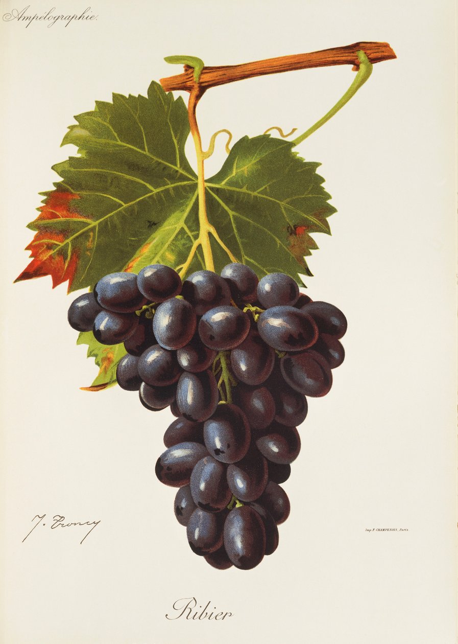 J. Troncy tarafından Ribier üzümü by Jules Troncy
