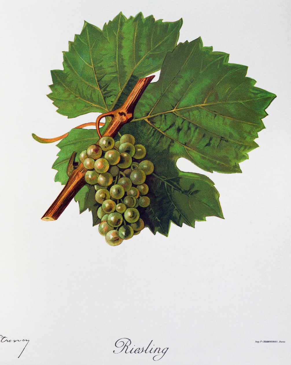 Riesling üzümleri Ampelographie