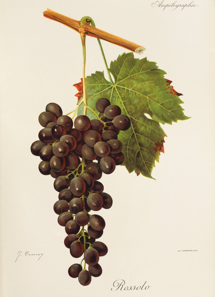 Rossolo üzümü, J. Troncy by Jules Troncy