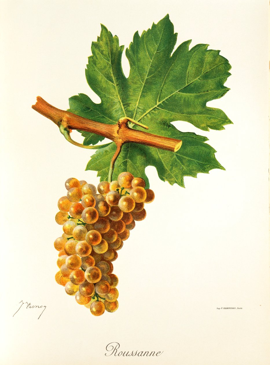 Rousanne üzümü, J. Troncy by Jules Troncy