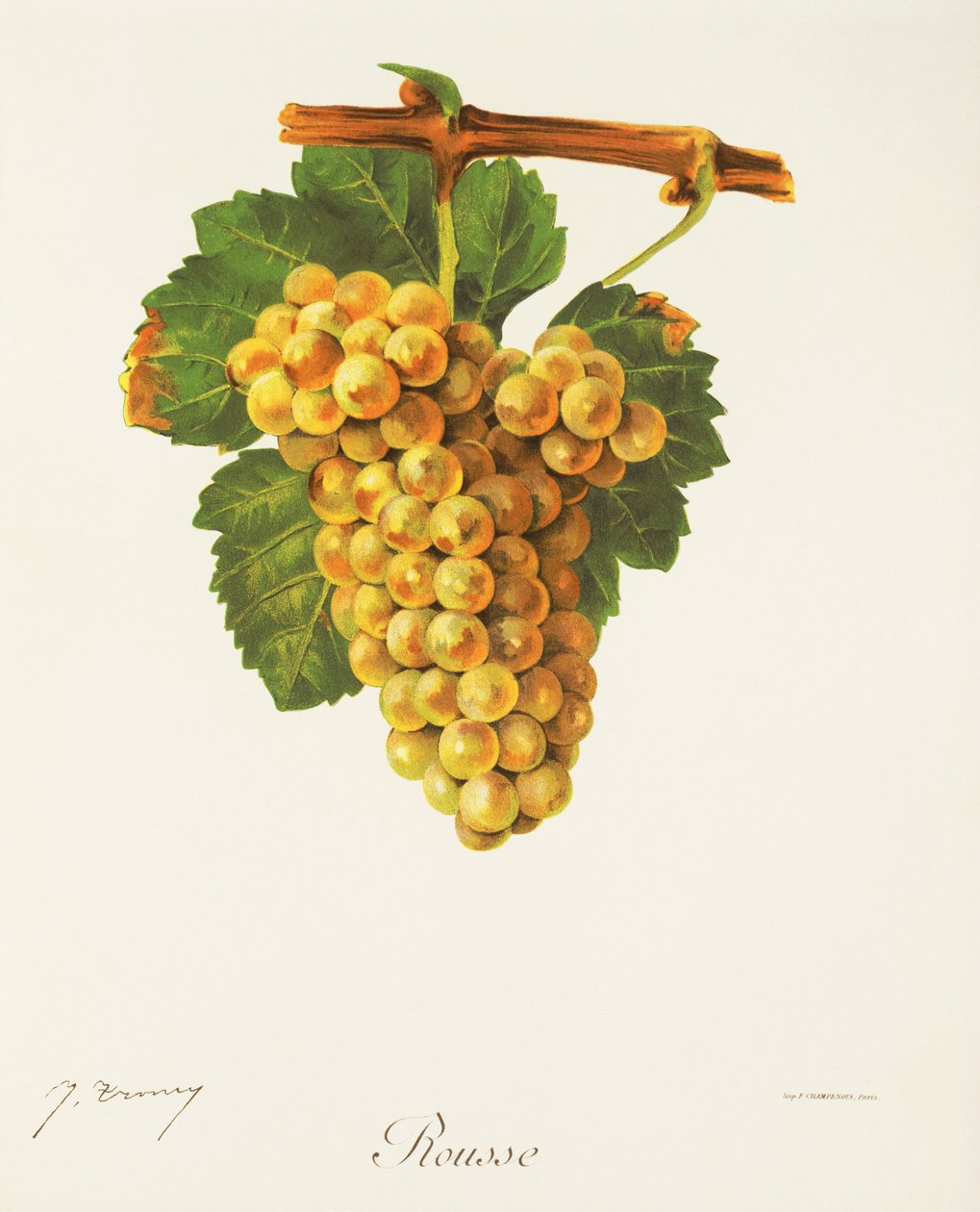 Rousse üzümü, J. Troncy by Jules Troncy