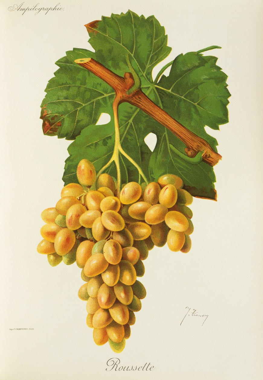 Köpekbalığı üzümü, J. Troncy by Jules Troncy