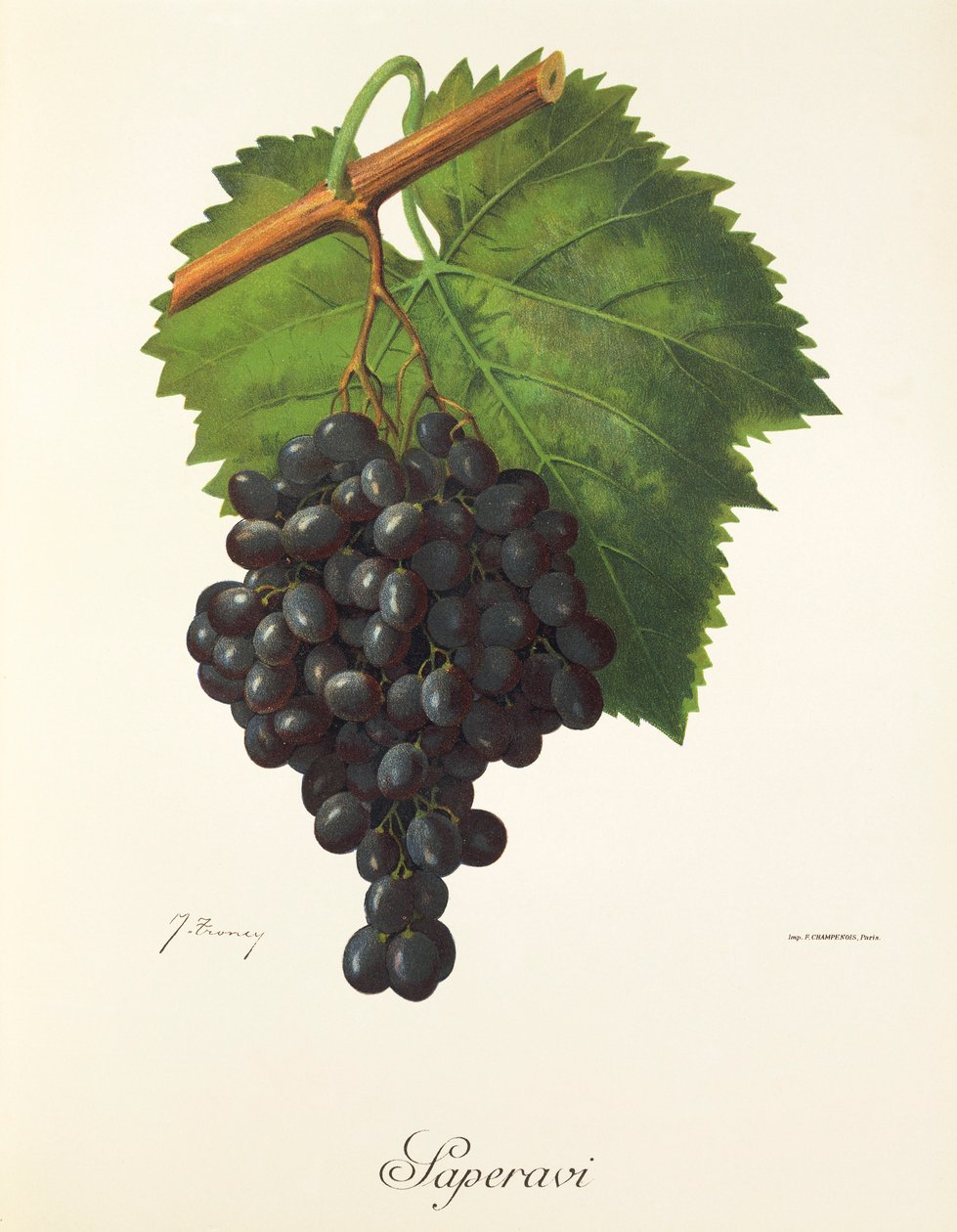 J. Troncy tarafından Saperavi üzümü by Jules Troncy