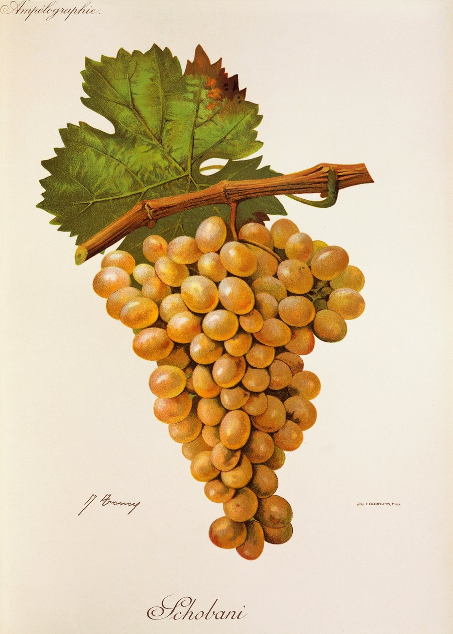 Schobani üzümü, J. Troncy by Jules Troncy