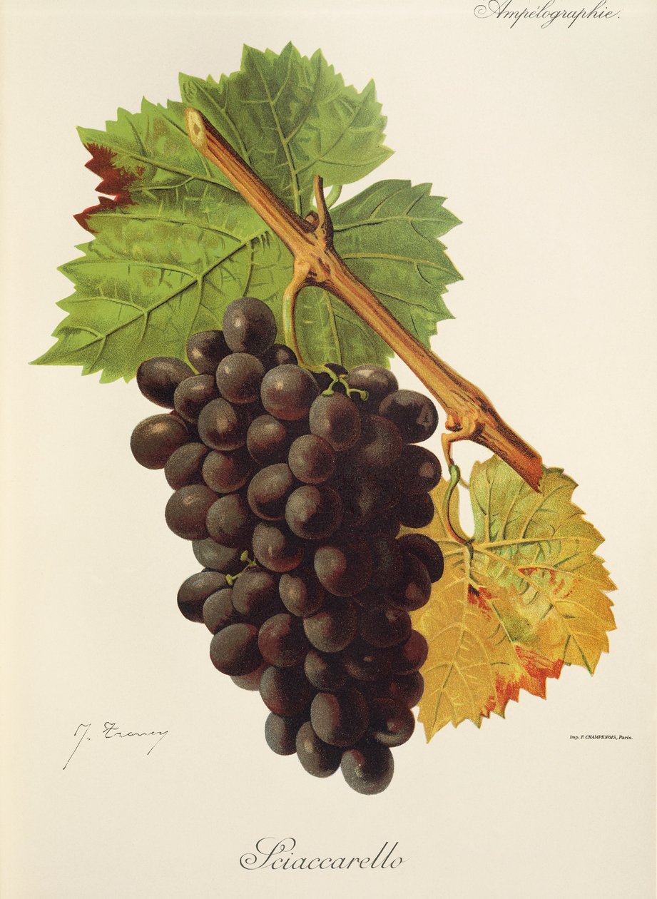 Sciaccarello üzümü, J. Troncy by Jules Troncy