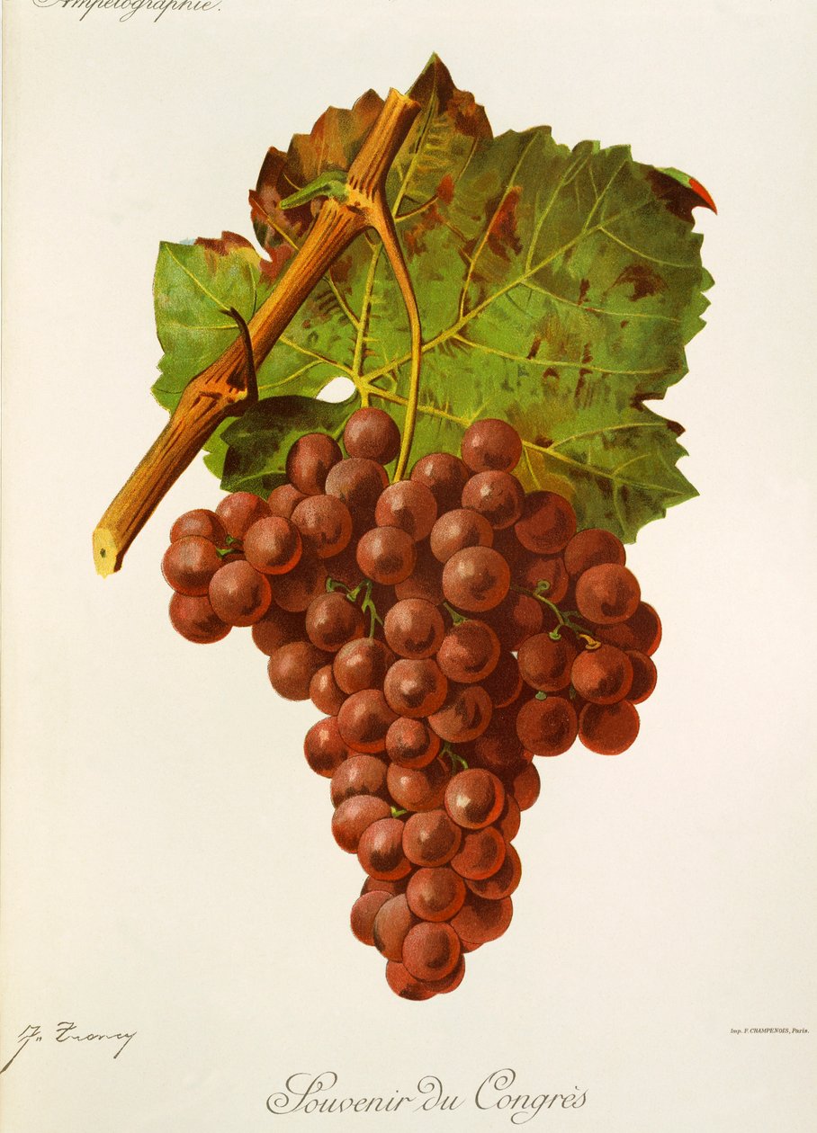Hatıralık Kongre üzümü, J. Troncy by Jules Troncy