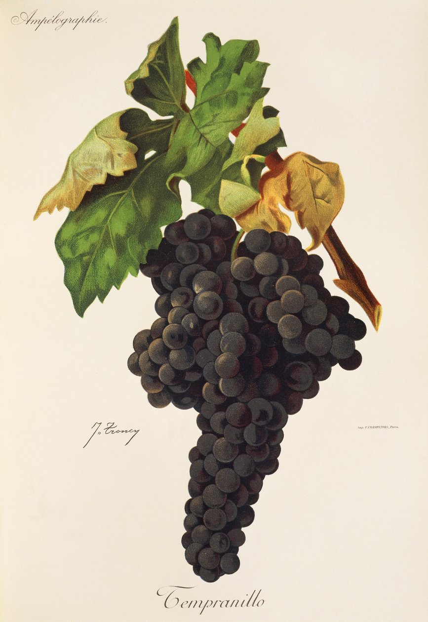 Tempranillo üzümü, J. Troncy by Jules Troncy