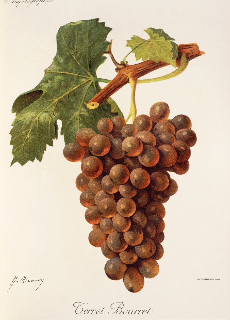 Terret Bourret üzümü, J. Troncy by Jules Troncy