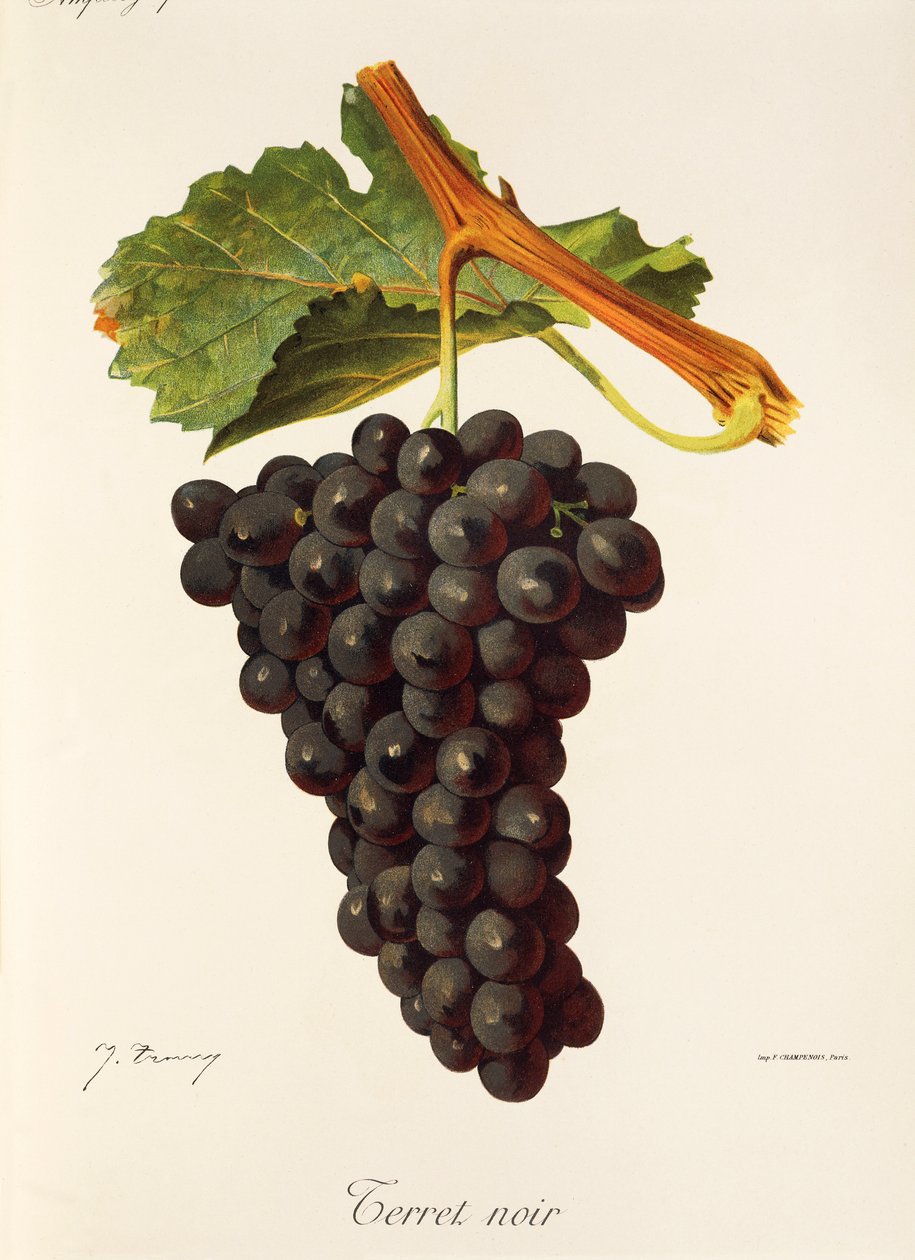Noir üzümü korkutuyor J. Troncy by Jules Troncy