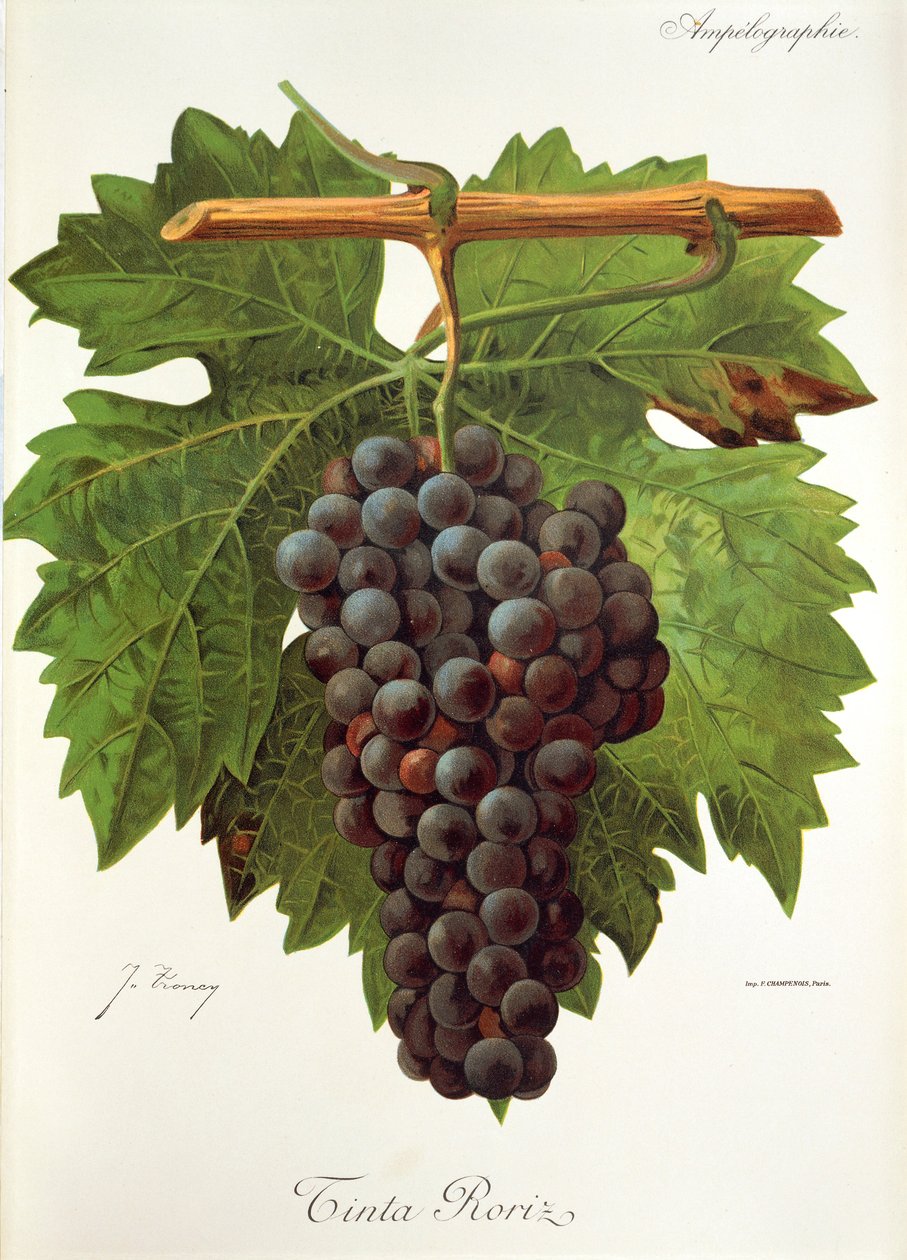 Mürekkep Roriz üzümü, J. Troncy by Jules Troncy