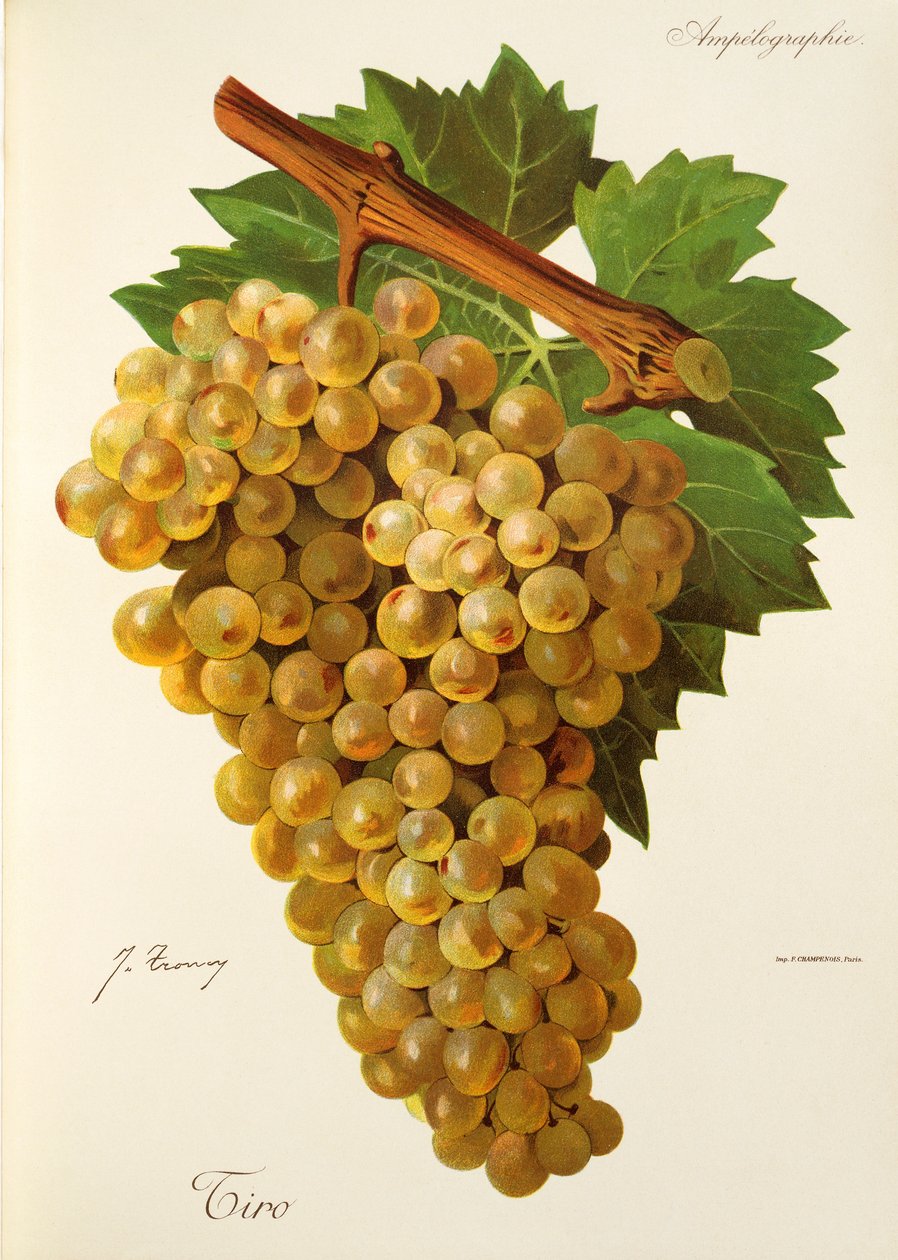 Tiro üzümü, J. Troncy by Jules Troncy