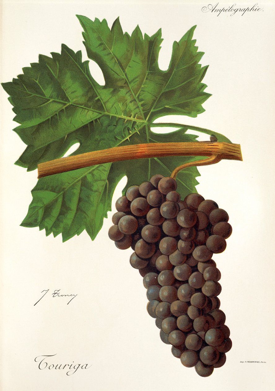 Touriga üzümü, J. Troncy by Jules Troncy