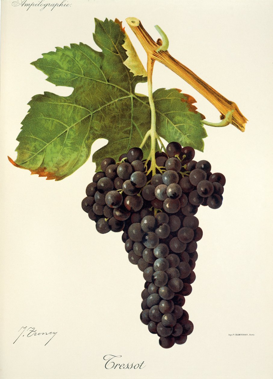 Tressot üzümü, J. Troncy by Jules Troncy