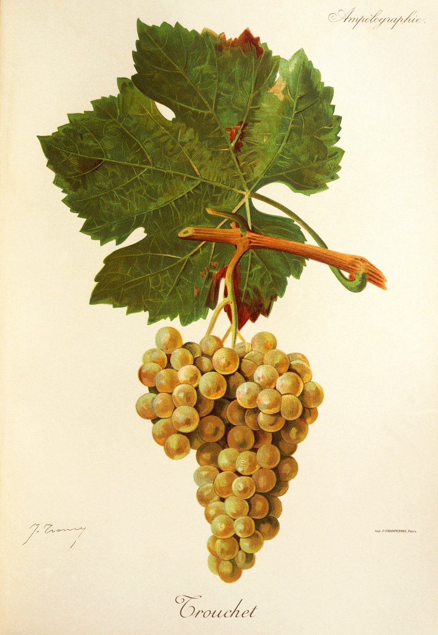 Trouchet üzümü, J. Troncy by Jules Troncy