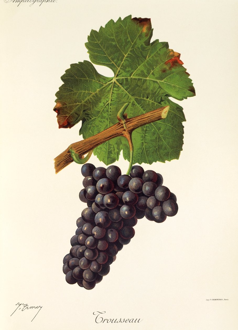 J. Troncy tarafından çeyiz üzümü by Jules Troncy