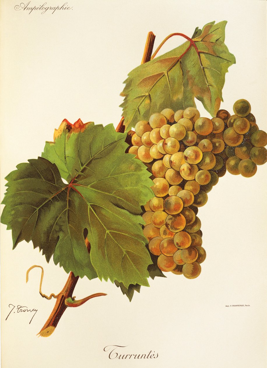 Turruntes üzümü, J. Troncy by Jules Troncy
