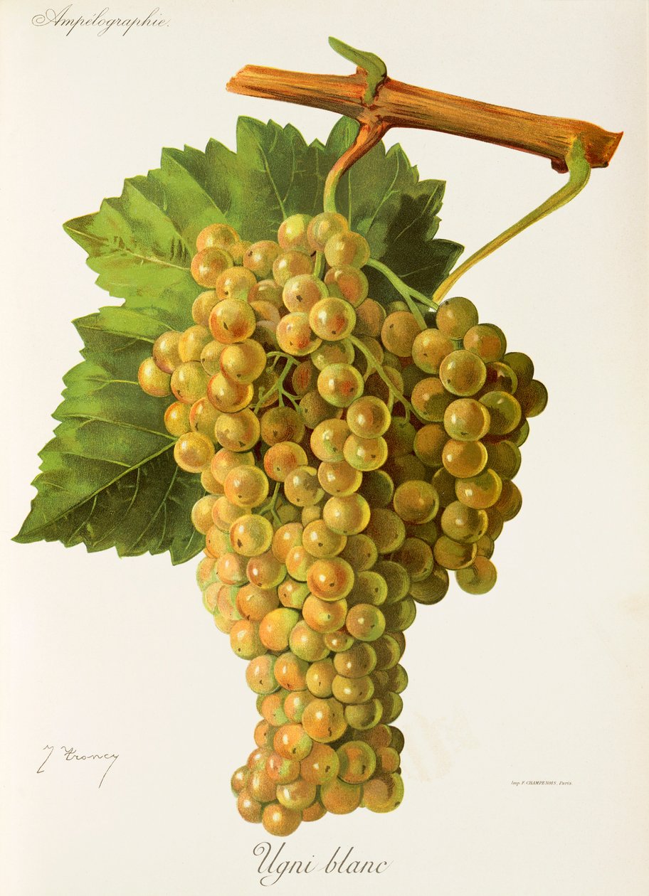 Ugni Blanc üzümü, J. Troncy by Jules Troncy
