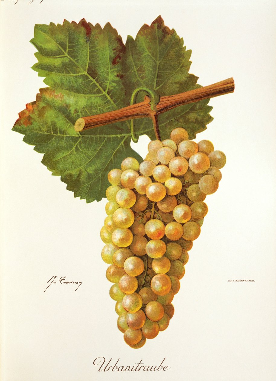 Urbanitraube üzümü, J. Troncy by Jules Troncy