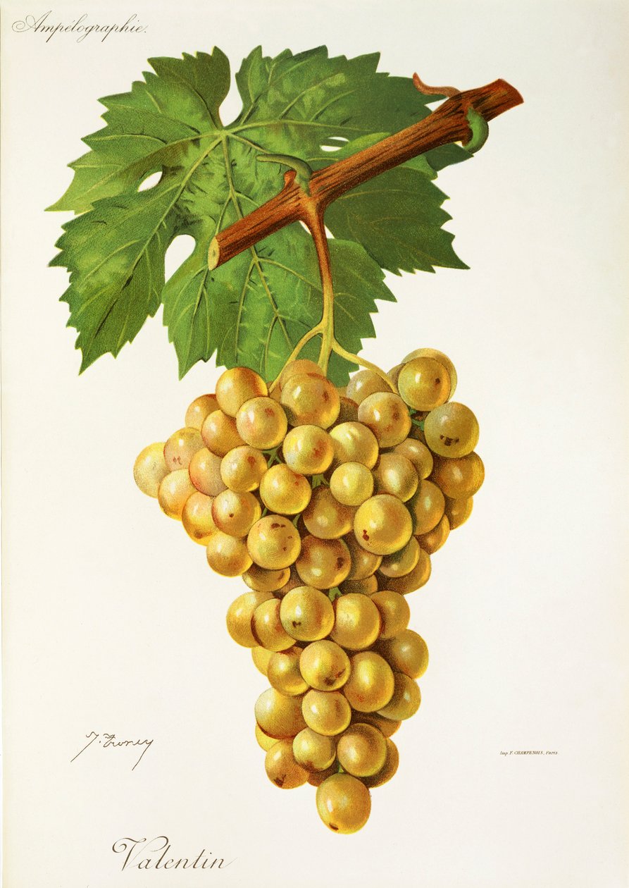 Valentin üzümü, J. Troncy by Jules Troncy