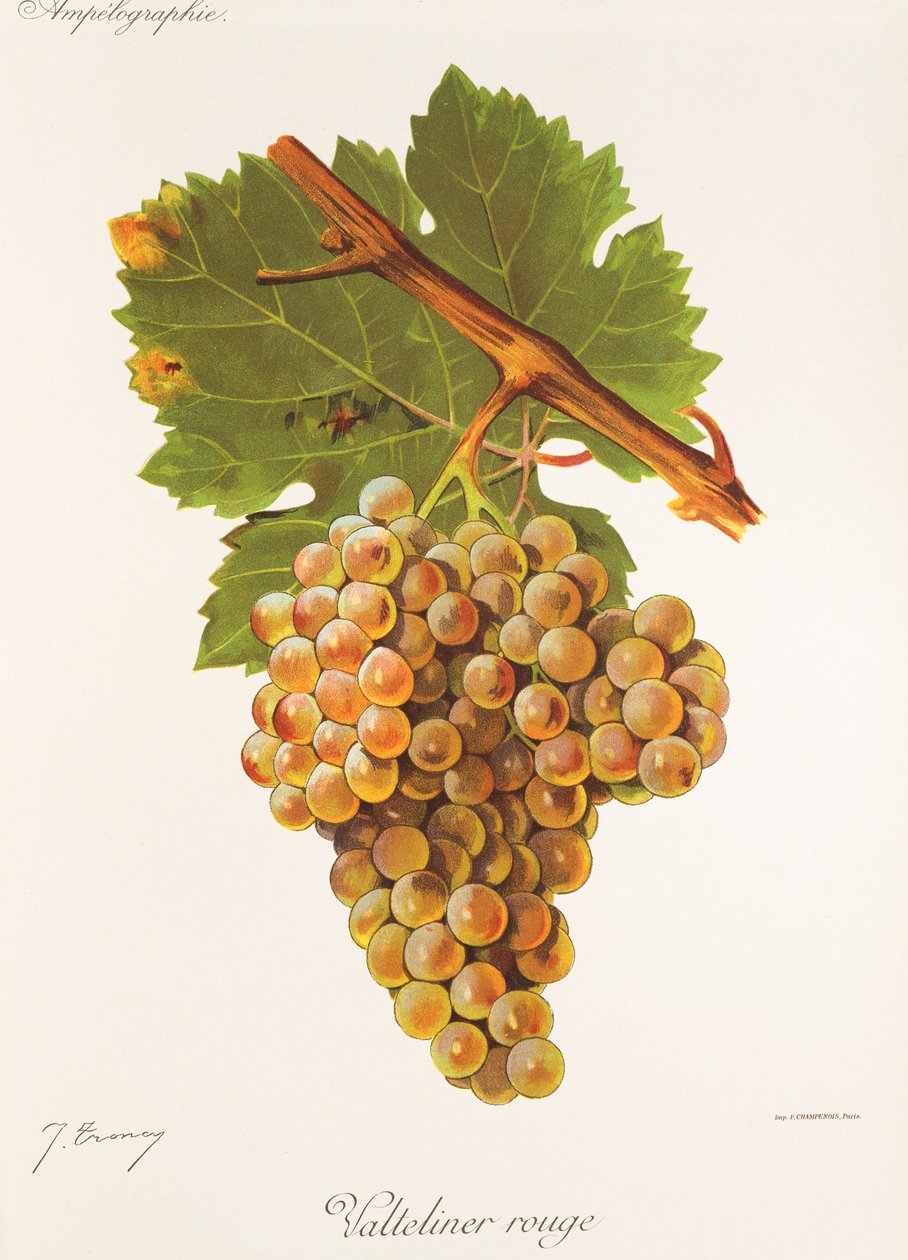Valteliner Rouge üzümü, J. Troncy by Jules Troncy