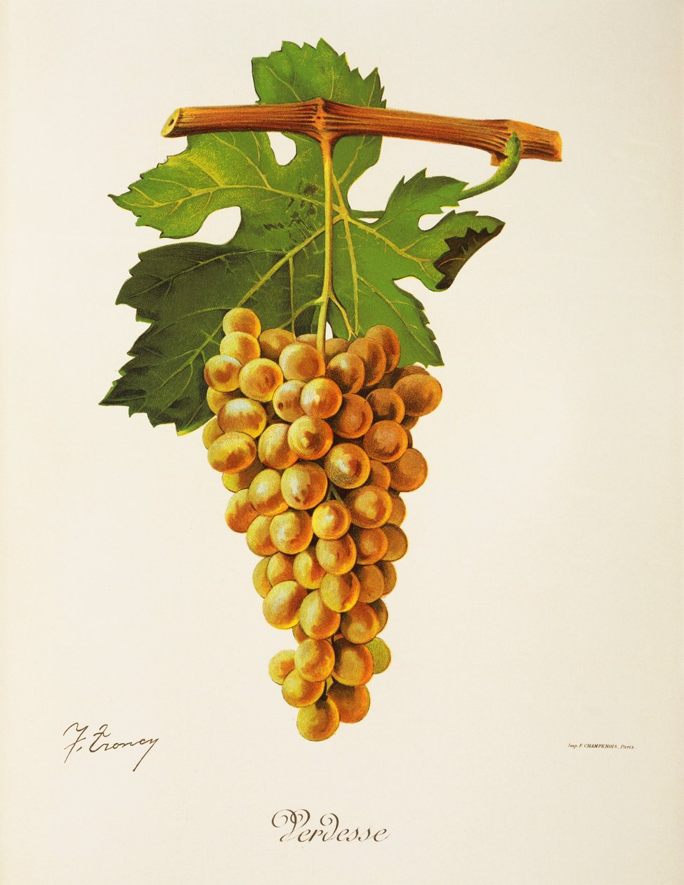 J. Troncy tarafından Verdesse üzümü by Jules Troncy