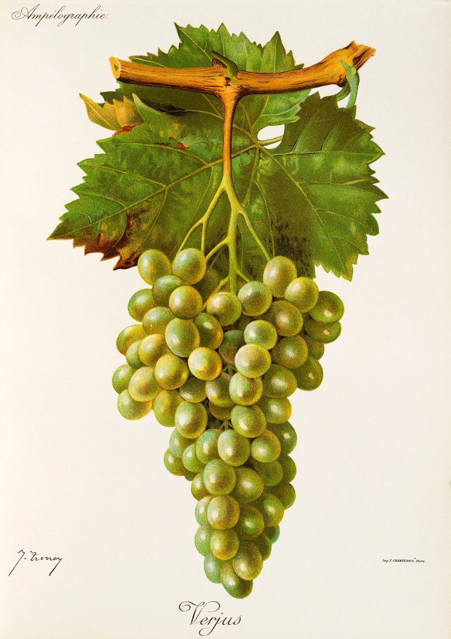 Verjus üzümü, J. Troncy by Jules Troncy