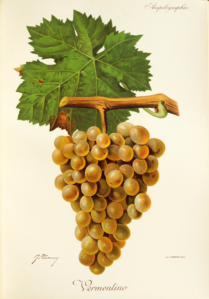 J. Troncy tarafından Vermentino üzümü by Jules Troncy