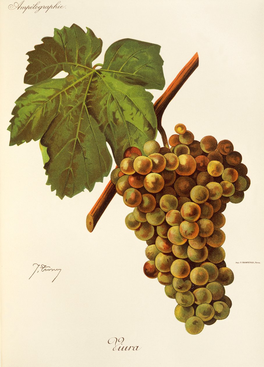 Viura üzümü, J. Troncy by Jules Troncy