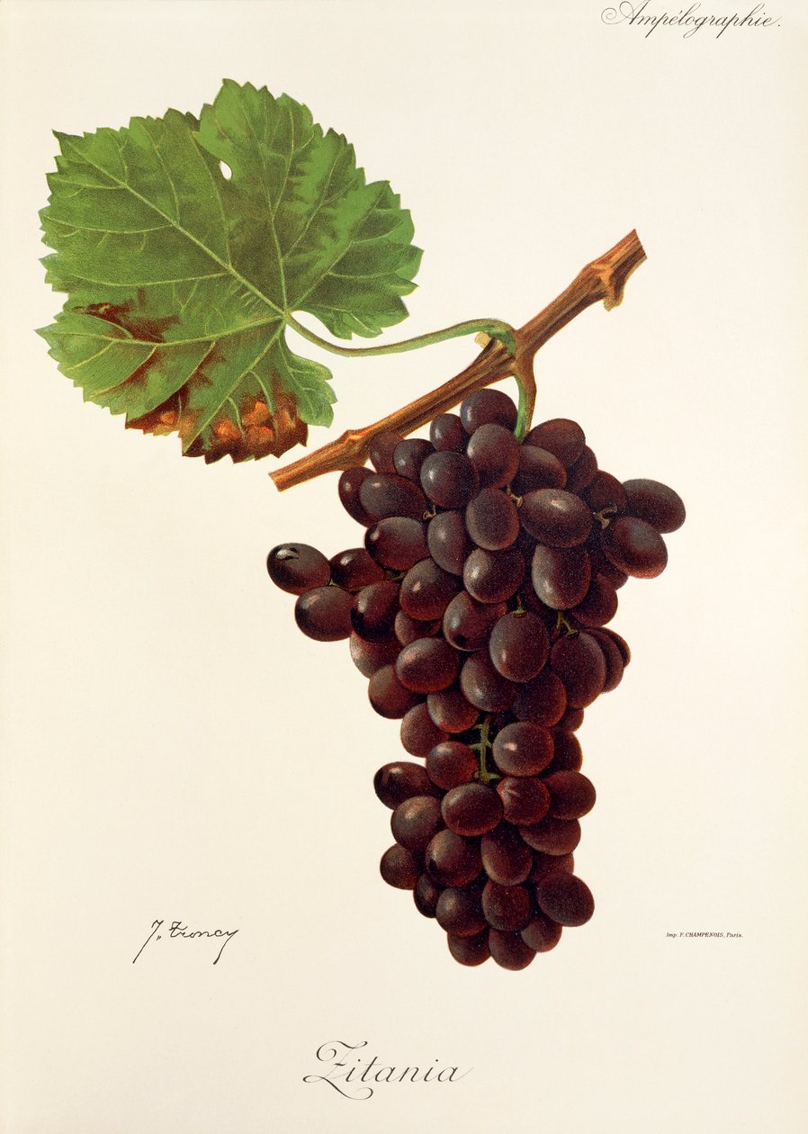 Zitania üzümü, J. Troncy by Jules Troncy