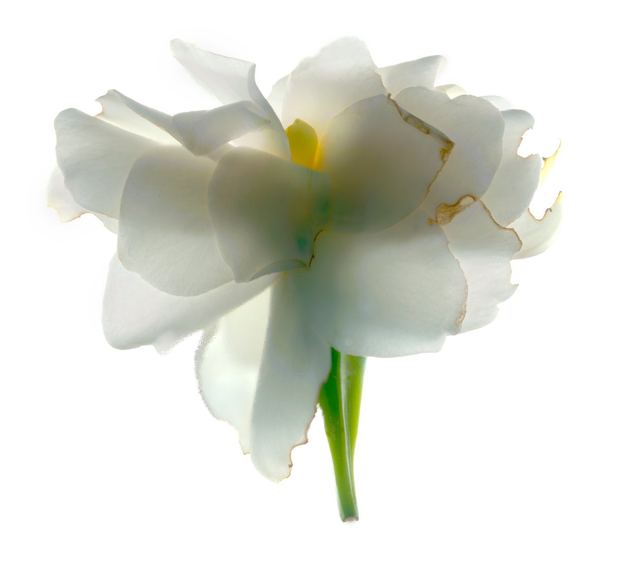Gardenia Float, 2011, (dijital fotogram, dijital orijinal baskı) by Julia McLemore