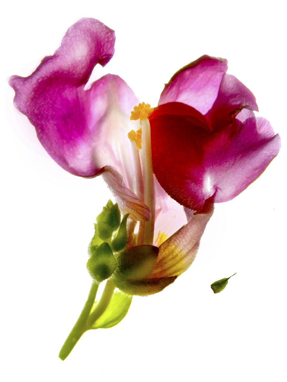 Aslanağzı Pembesi (dijital fotogram, dijital orijinal baskı) by Julia McLemore