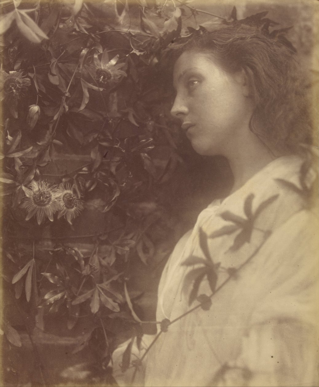 Maud Kapıdaki Tutku Çiçeğinden Muhteşem Bir Gözyaşı Döktü by Julia Margaret Cameron