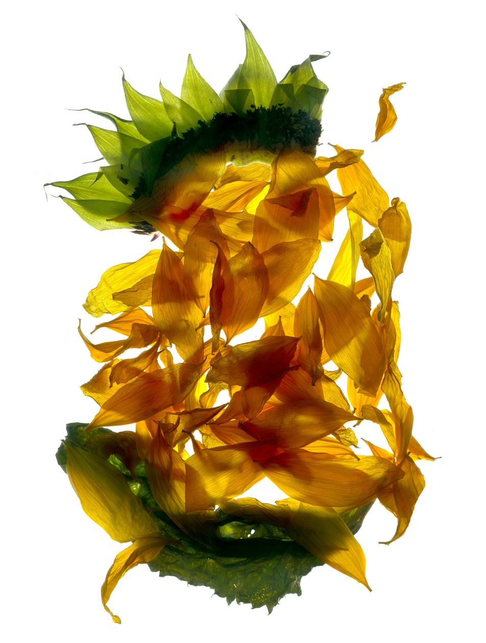 Chiquita Ayçiçeği (dijital fotogram, dijital orijinal baskı) by Julia McLemore