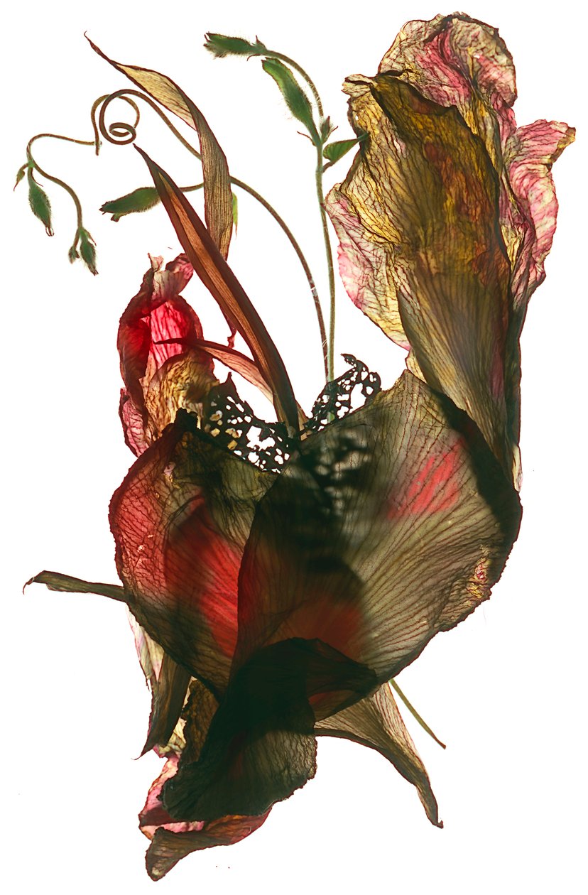 Morning Glory Canna Heart, 2012, (dijital fotogram) by Julia McLemore