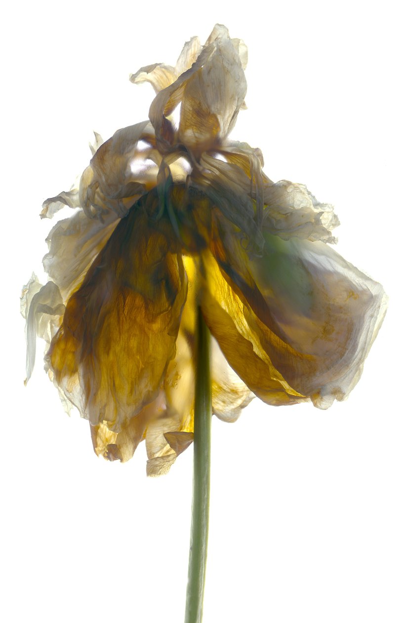 Peony Stand Beyaz (dijital fotogram, dijital orijinal baskı) by Julia McLemore