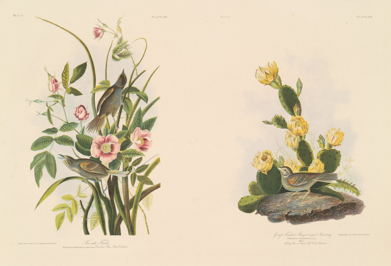 Sahil Finch; ve Grafs Finch veya Bay Kanatlı Kiraz Kuşu by Julius Bien after John James Audubon