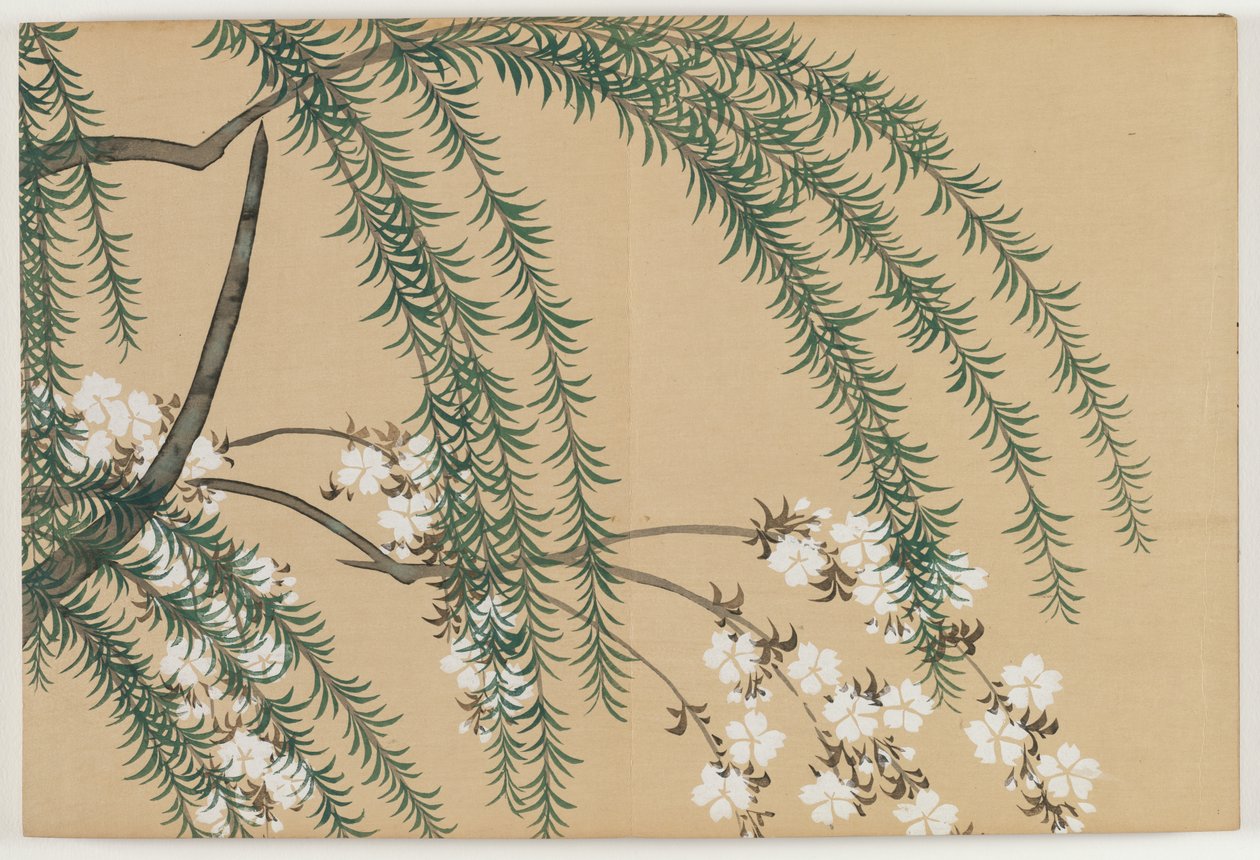 Yüz Dünyanın Çiçekleri (Momoyogusa): Söğüt ve Kiraz (Yanagizakura) by Kamisaka Sekka