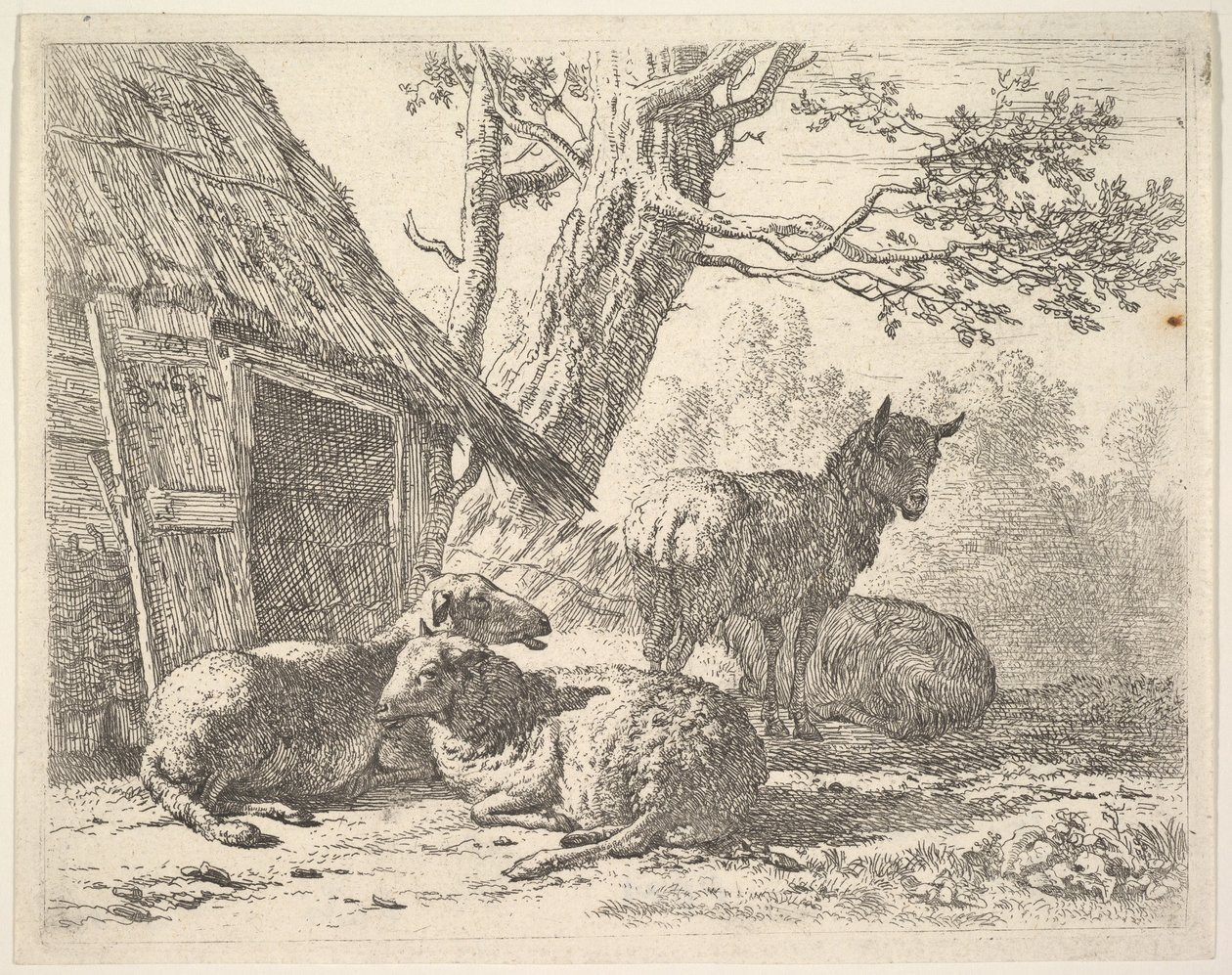 Dört koyun, bir koyun, bir ahırın yanında yerde yatan diğer üç koyun arasında duruyor..., 1658. by Karel Du Jardin