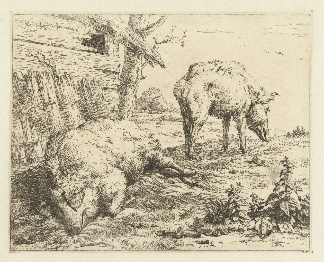 iki domuz by Karel Du Jardin