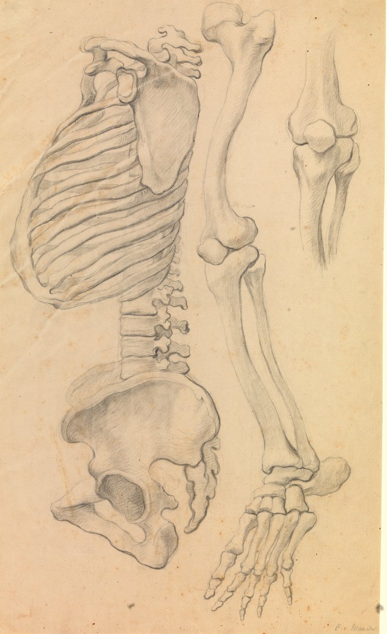 Göğüs ve pelvis ile omurga, sola doğru profil; ayrıca kalçadan parmak ucuna kadar sol bacak kemikleri ve diz detayı. (1662?). by Karel van III Mander