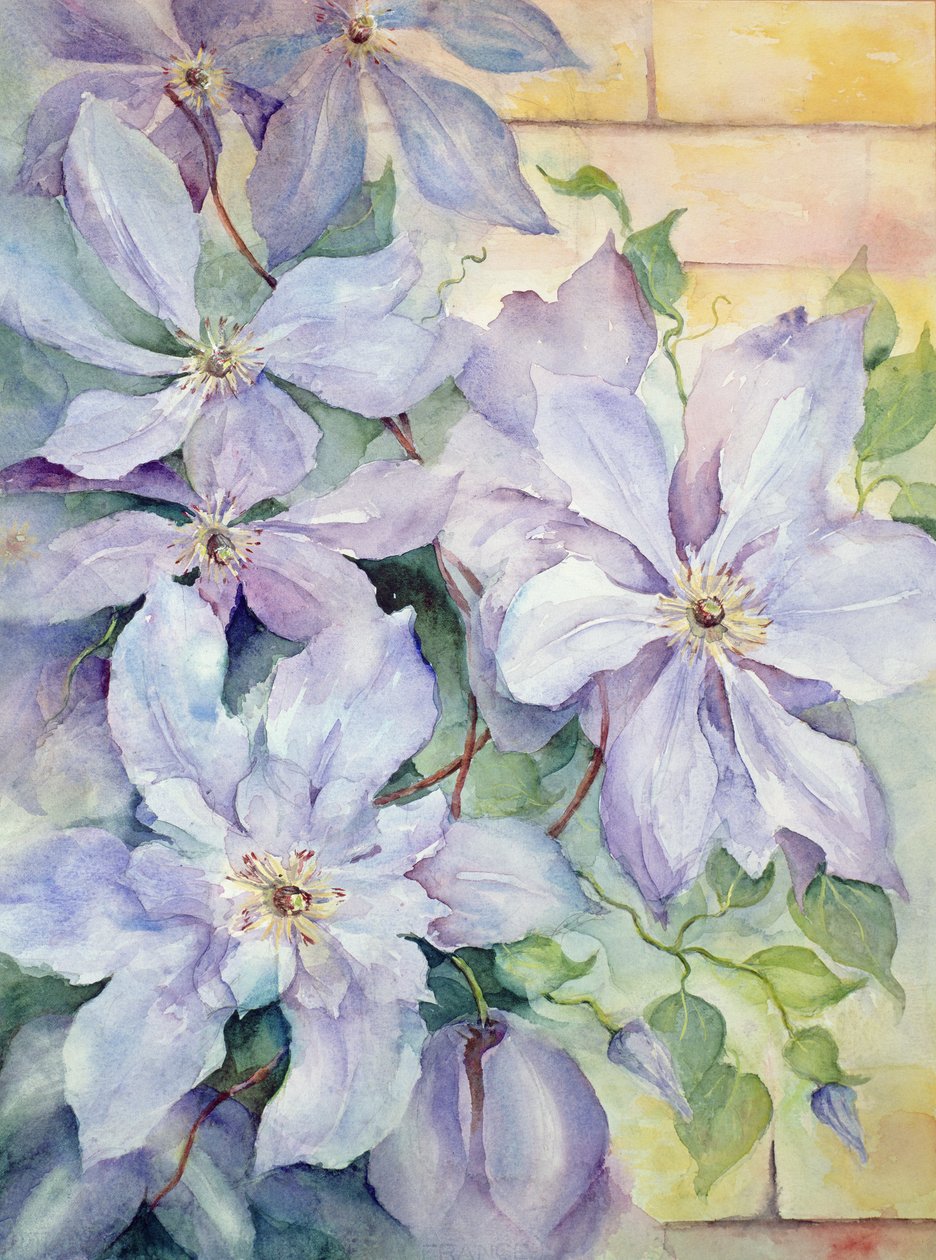 Clematis, Başkan by Karen Armitage