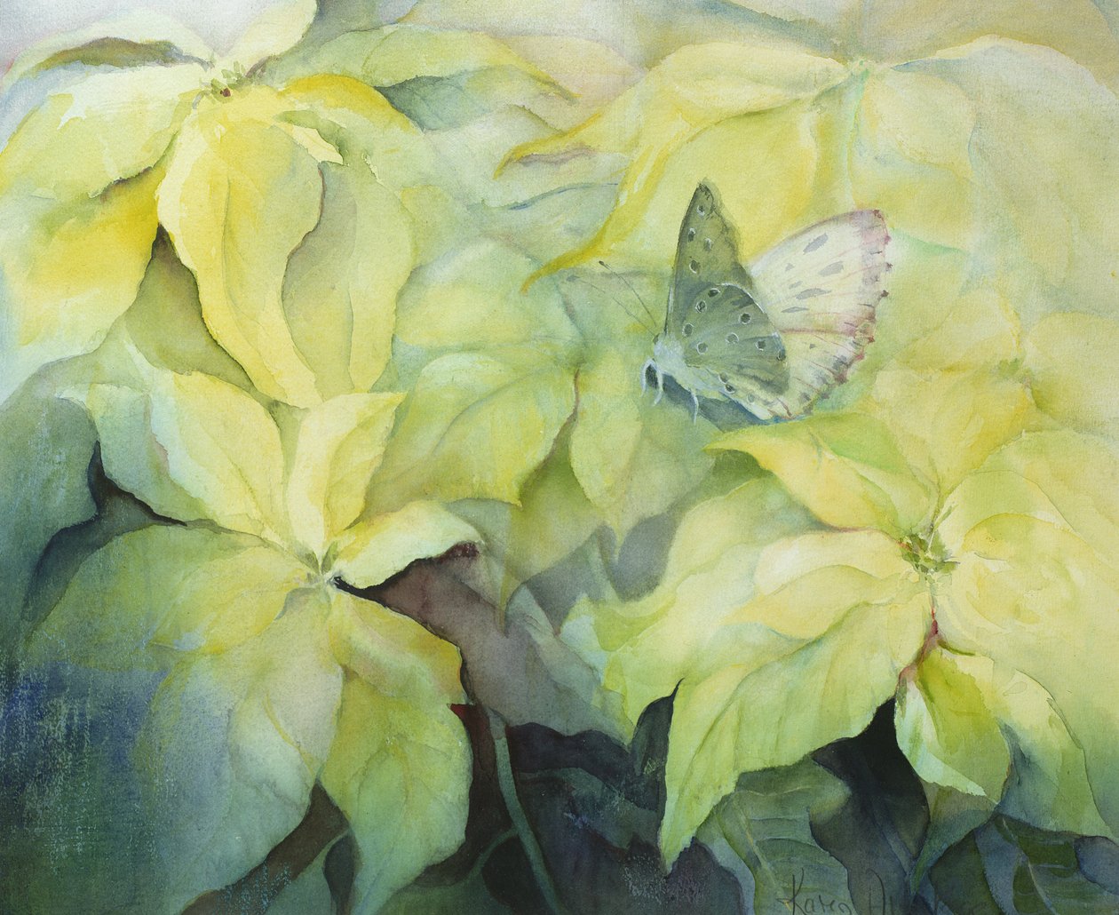 Kelebek ile kremalı Atatürk çiçeği by Karen Armitage