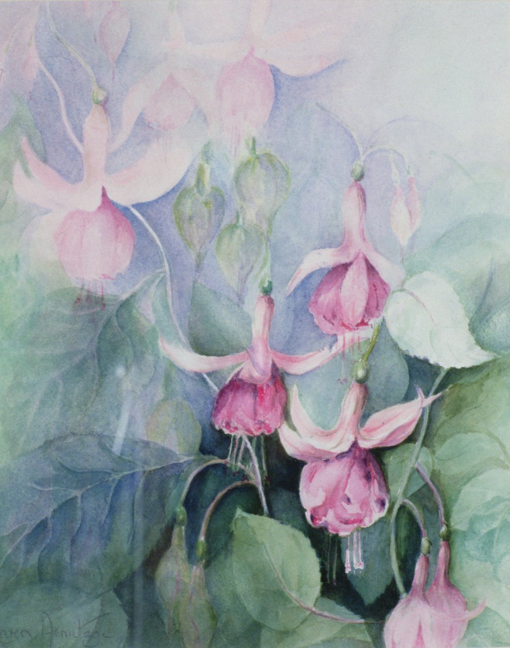 Fuşya, pembe arabacı by Karen Armitage