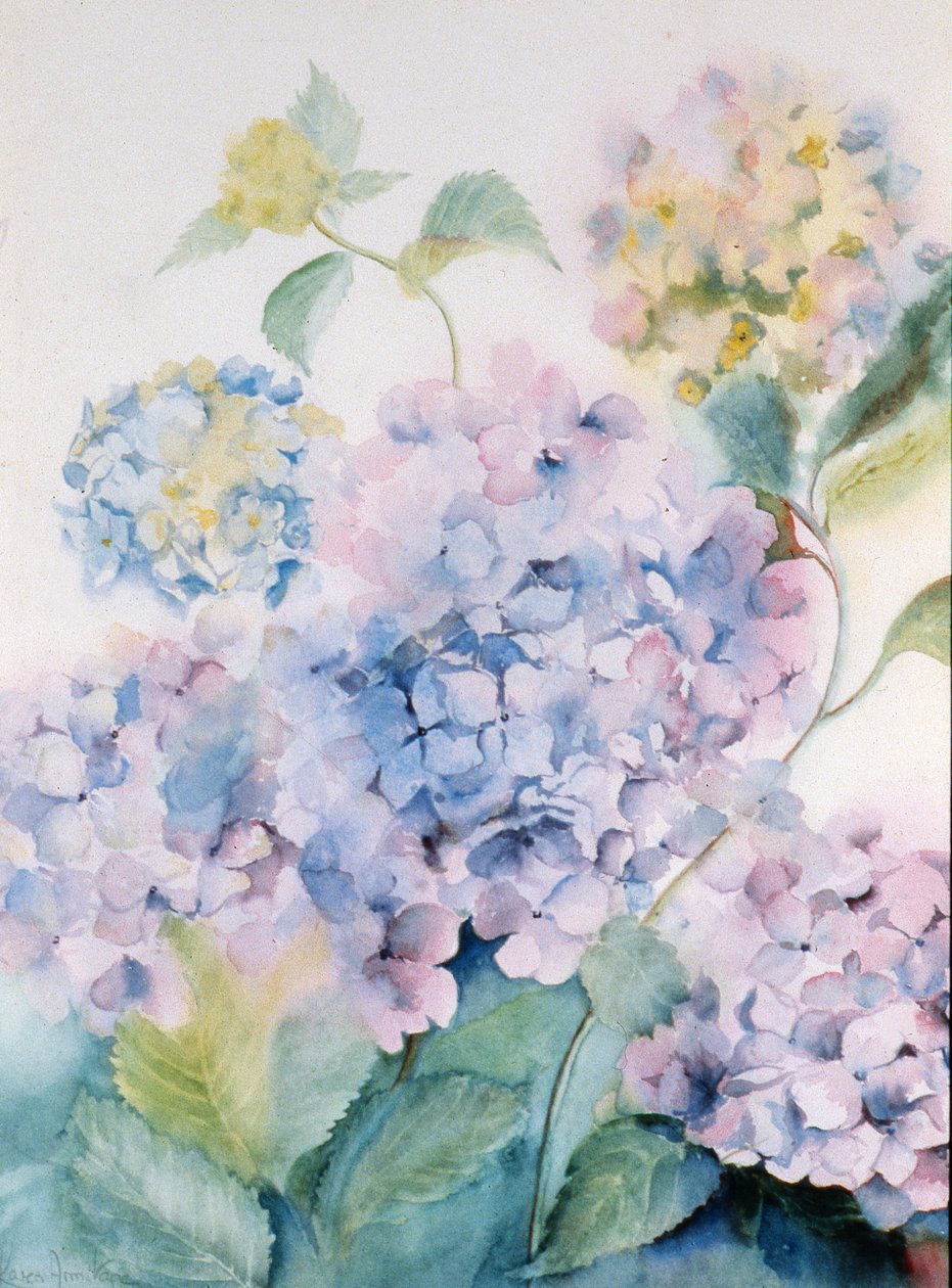 Ortanca, Mavi Dalga I by Karen Armitage