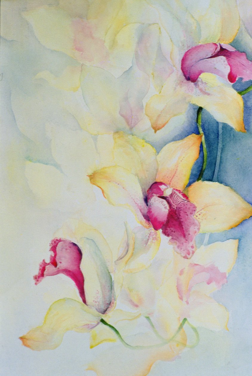 Orkide, Cymbidium, Prens Charles by Karen Armitage