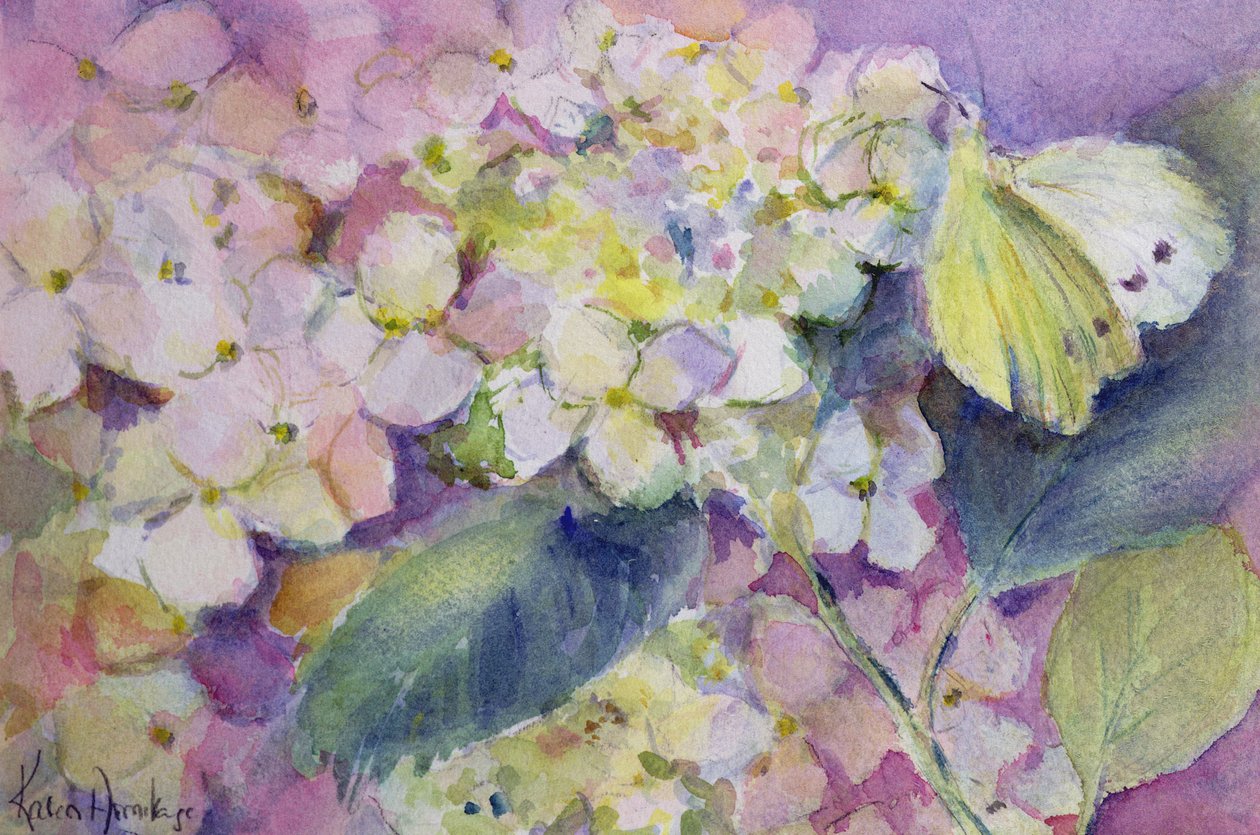 Soluk Bulutlu Sarı Kelebek, Ortanca Üzerinde Colias Hyale by Karen Armitage