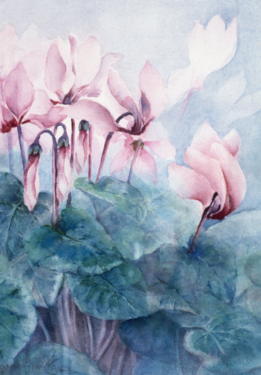 Pembe Siklamen Pseudibericum by Karen Armitage