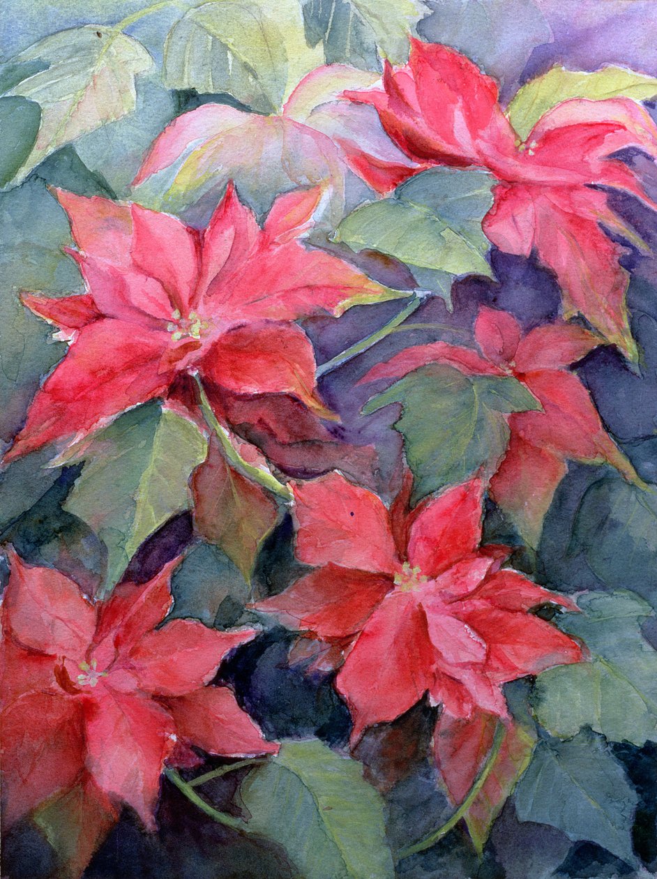 Atatürk çiçeği by Karen Armitage
