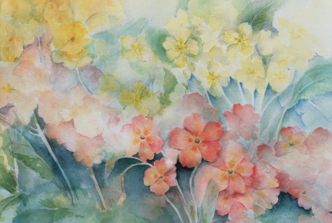 Polyanthus, Karışık Melezler by Karen Armitage