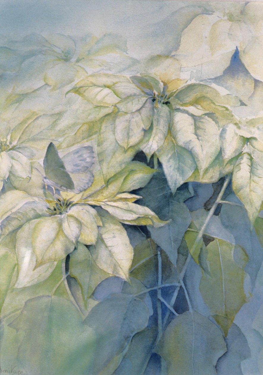 Beyaz Poinsettia (dikey) by Karen Armitage
